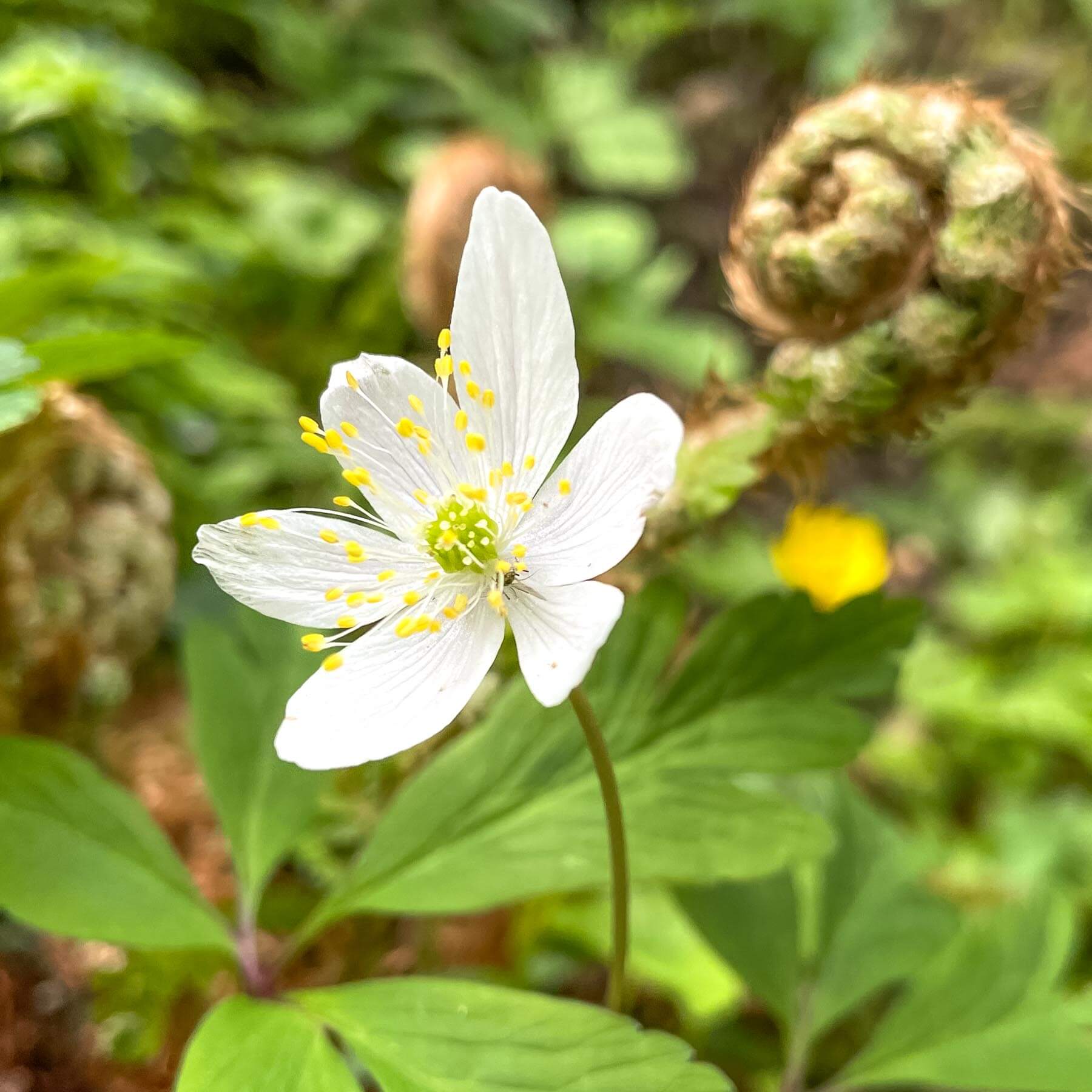 Flowers in bloom in Cregagh Glen forest in east Belfast, photographed for Journey East Gaelic Irish history guided bus and walking tours in Belfast - photo 1685